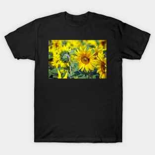 Sunflowers T-Shirt